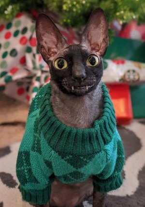 bat cat sweater.jpg