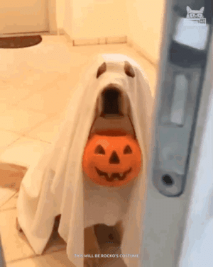 trick-or-treat-halloween.gif