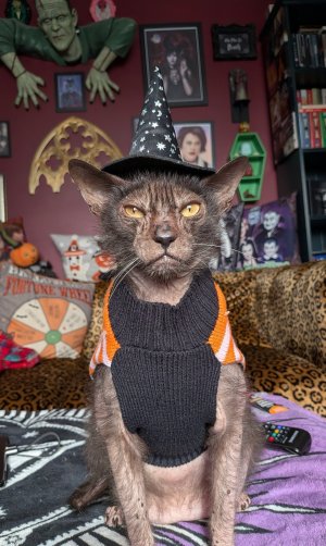 halloween cat.jpg